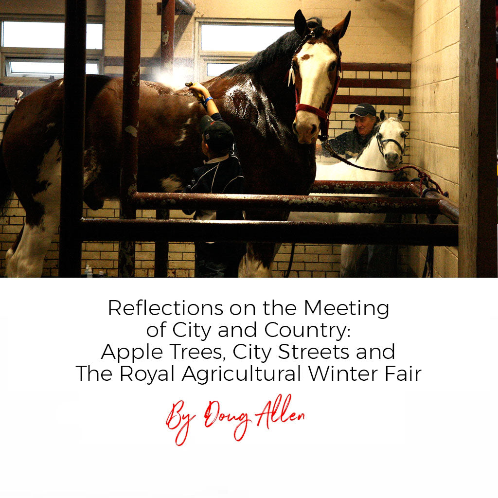 Reflections on the Meeting of City and Country: Apple Trees, City Streets and The Royal Agricultural Winter Fair