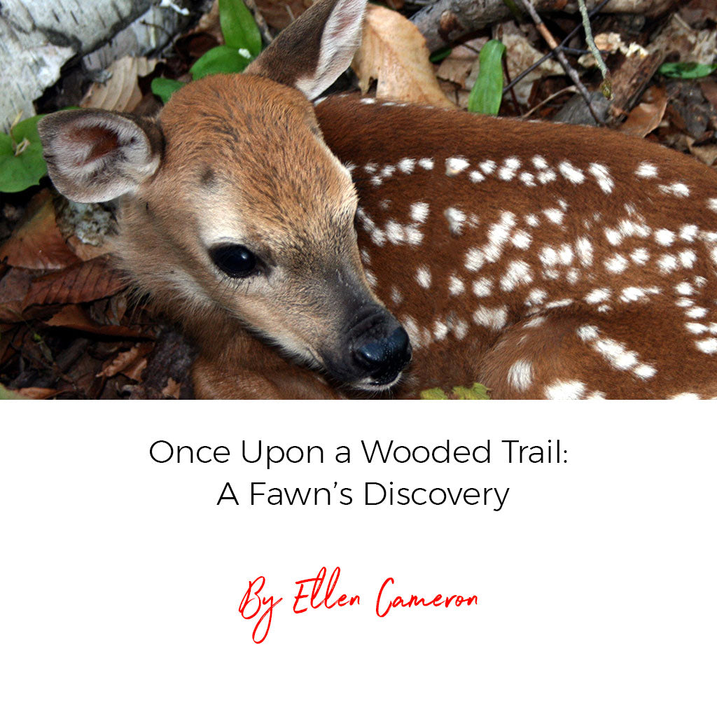 Once Upon a Wooded Trail: A Fawn’s Discovery