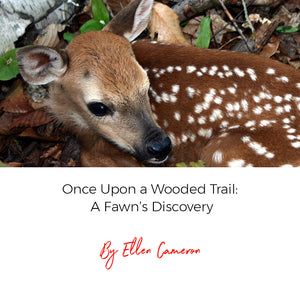 Once Upon a Wooded Trail: A Fawn’s Discovery