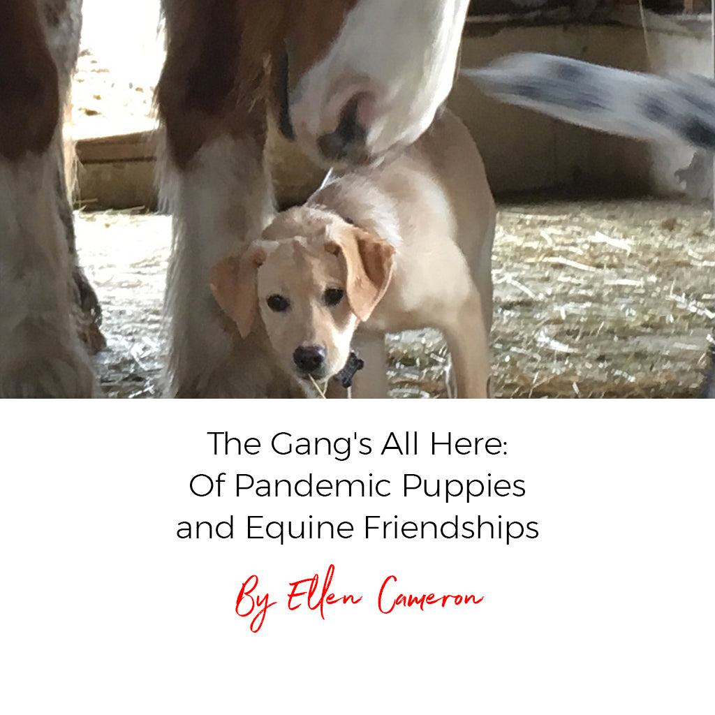 The Gang's All Here: Of Pandemic Puppies and Equine Friendships