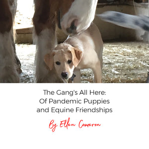 The Gang's All Here: Of Pandemic Puppies and Equine Friendships