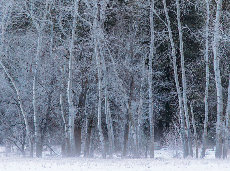 The Travellers: Robert Frost, My Father and their horse-drawn journeys