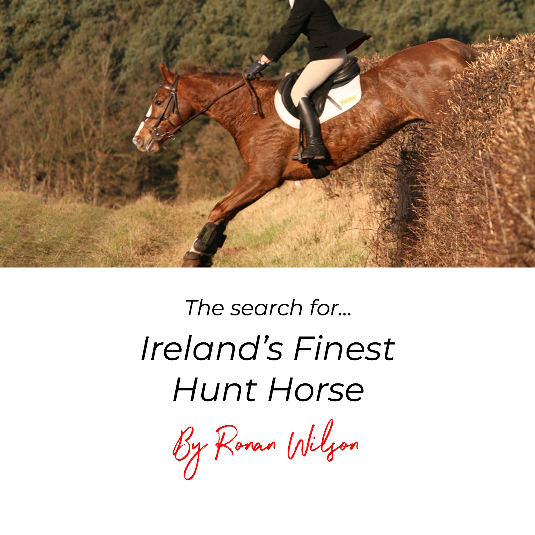 The search for Ireland's Finest Hunt Horse