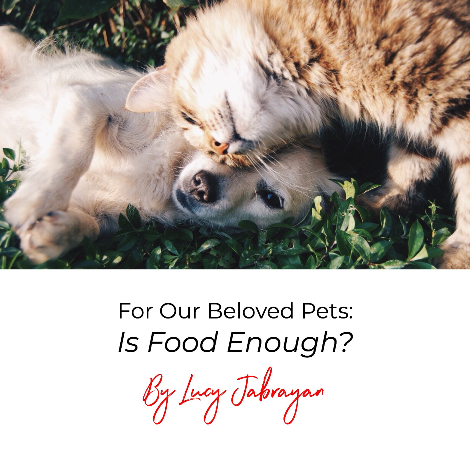 For Our Beloved Pets: Is Food Enough?