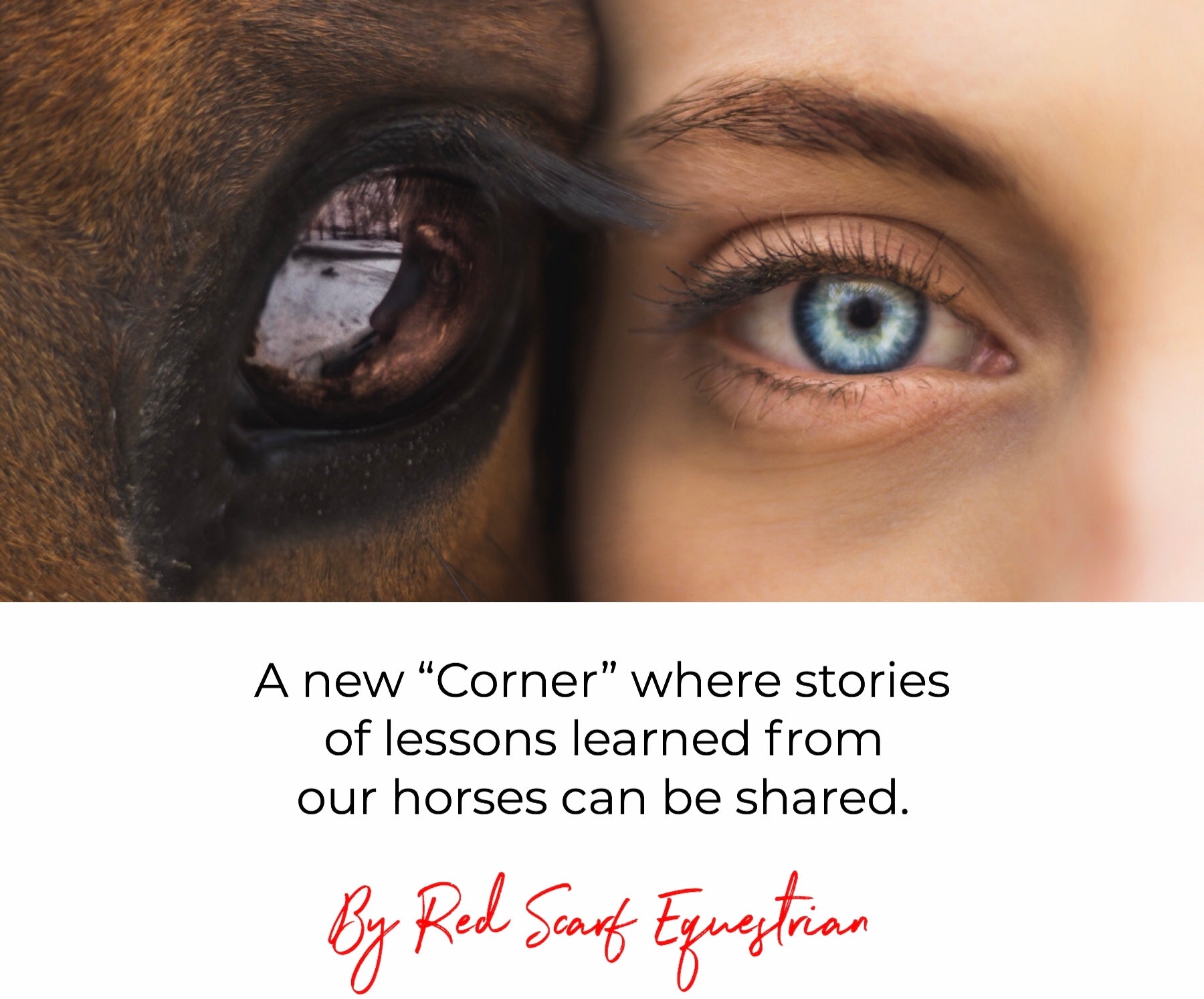 A new “Corner” where stories of lessons learned from our horses can be shared.