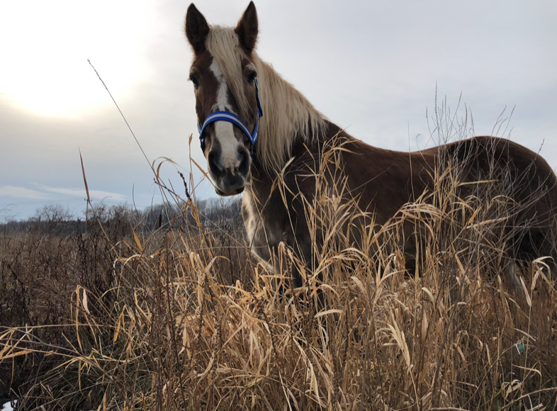 A Horse Tale Rescue on By The Love Of Horses