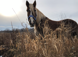A Horse Tale Rescue on By The Love Of Horses