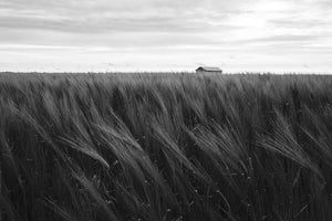 A prairie night falling: my father’s horse as a creator of community