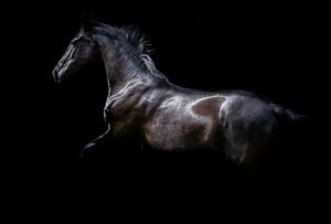 Ellen Cameron - "Black Stallion" Art (24in x 36in) Facemount to acrylic