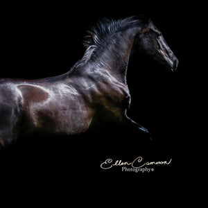 Ellen Cameron -"Black Stallion" Art (12in x 12in) on Metal