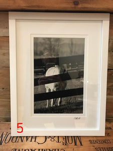 The Willow Series: Equine Photographs