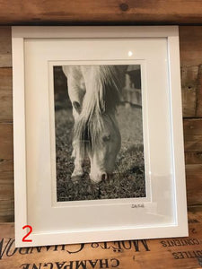 The Willow Series: Equine Photographs