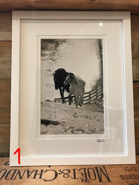 The Willow Series: Equine Photographs