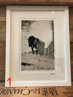 Load image into Gallery viewer, The Willow Series: Equine Photographs
