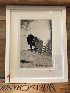 The Willow Series: Equine Photographs
